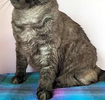 Photo of Sheba