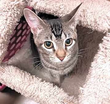Photo of Ziti