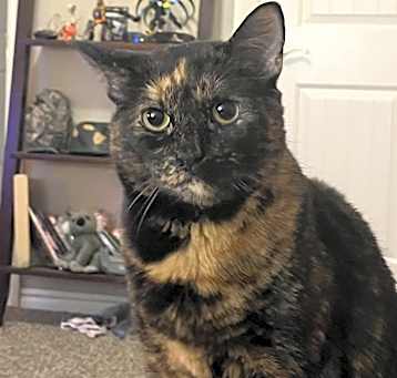 Photo of Chanel