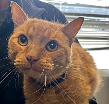 Photo of *Morris*