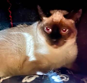Photo of Milo