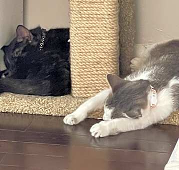 Photo of Sheeba & Tina