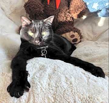 Photo of Ebony
