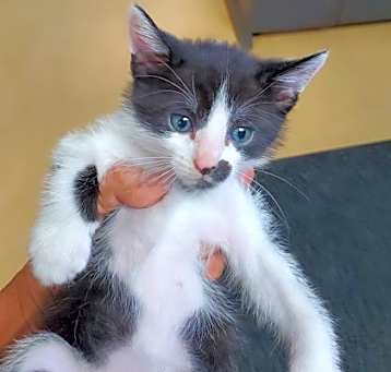 Photo of Spot