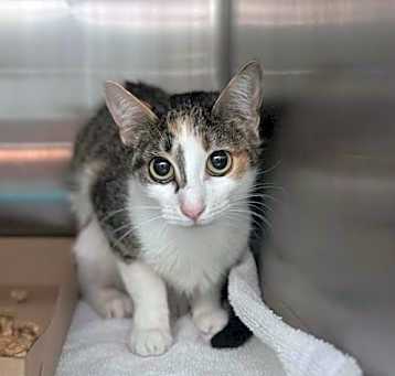 Photo of BUTTERCUP