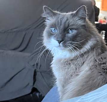 Photo of Smokey