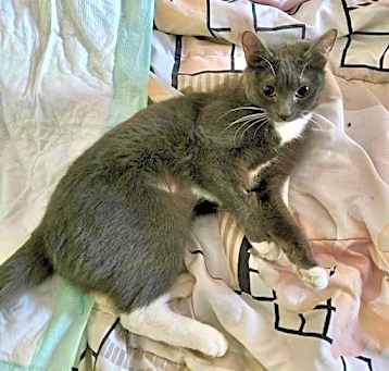 Photo of Lady Bella
