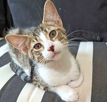 Photo of Helios