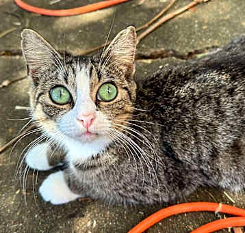 Photo of Miji
