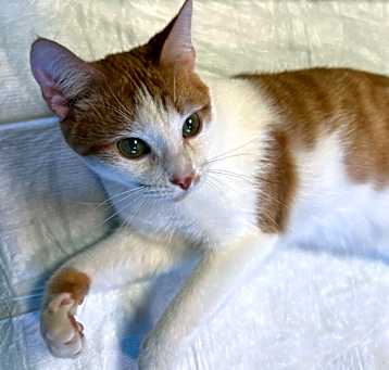 Photo of Clums