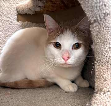 Photo of Blue (bonded with Justice)