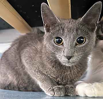 Photo of Celeste