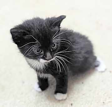 Photo of Snickers
