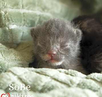 Photo of 90's Nostalgia Litter:  SoBe