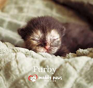 Photo of 90's Nostalgia Litter:   Furby - Adoption Pending