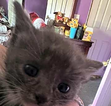 Photo of Tinkerbell