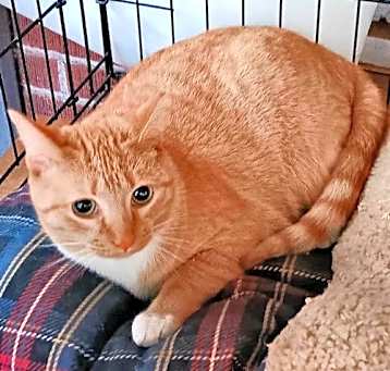 Photo of Little Pumpkin