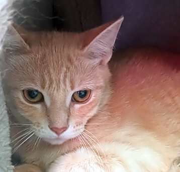 Photo of Rosie