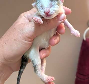 Photo of Milkshake