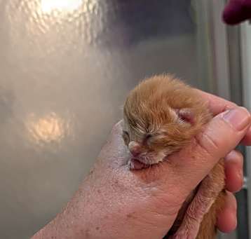 Photo of Tangerine
