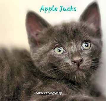 Photo of Apple Jacks