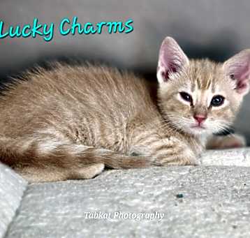 Photo of Lucky Charms