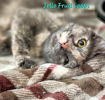 Photo of Jello Fruit Loops