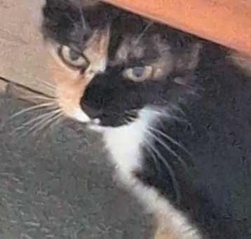 Photo of Ginger 25