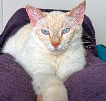 Photo of Draco