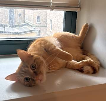 Photo of Ace