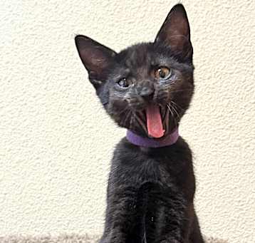 Photo of Ling (bonded with Ting)