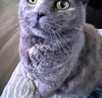 Photo of Gabby - In Foster