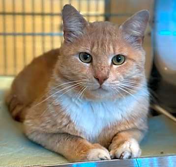 Photo of Fudge