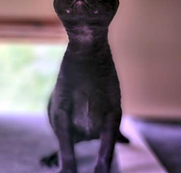 Photo of Crackle