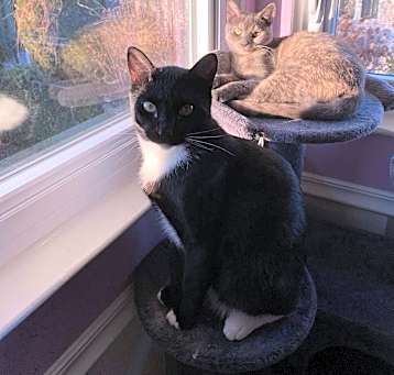 Photo of Pepper and Nori