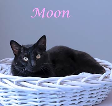 Photo of Moon C25-089