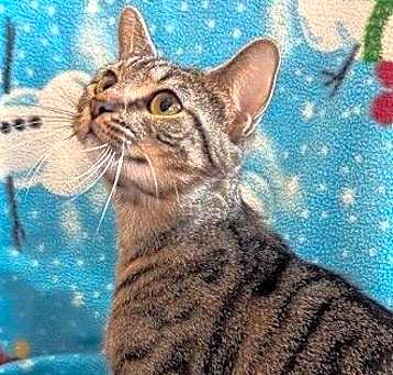 Photo of Willow