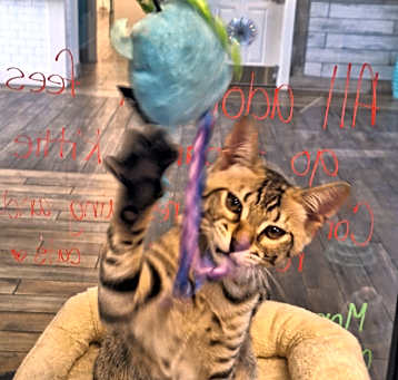 Photo of Kovu