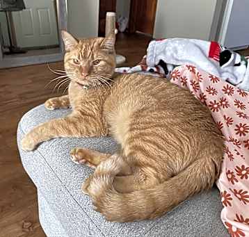 Photo of Canelo