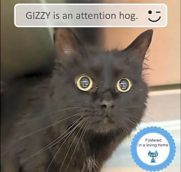 Photo of Gizzy