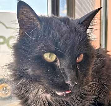 Photo of Cinder