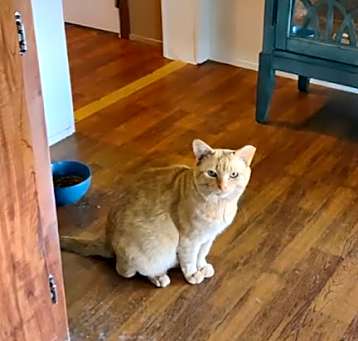 Photo of Oscar - URGENT!!!  By 5/12