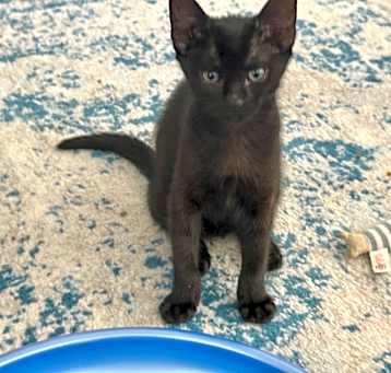 Photo of Raven