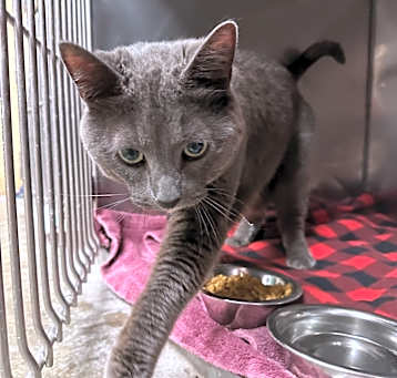 Photo of Grey
