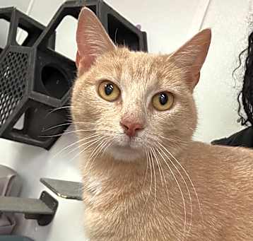 Photo of FF Cinnamon