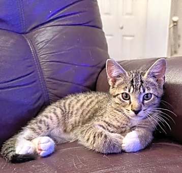 Photo of Pebbles