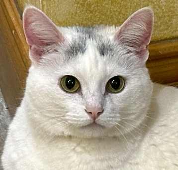 Photo of Sazzie