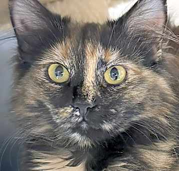 Photo of Cocoa
