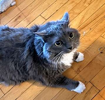 Photo of Gracie