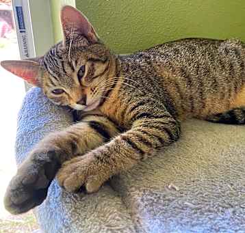 Photo of Pita